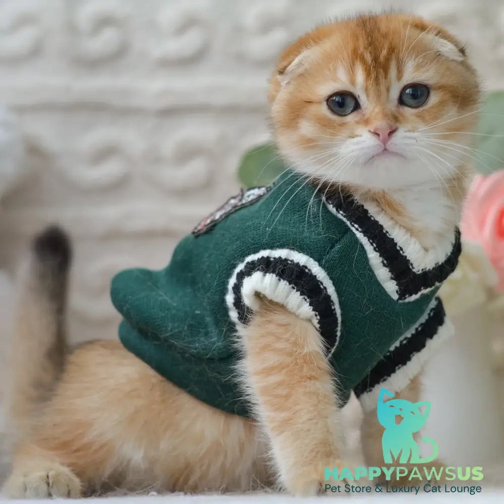 Daniel Scottish Fold male black golden shaded - live animals