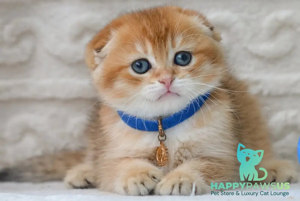 Daniel Scottish Fold male black golden shaded - live animals