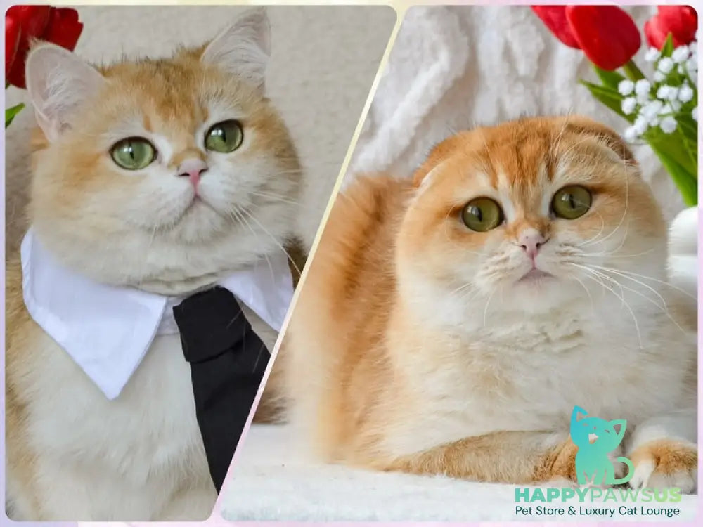 Daniel Scottish Fold male black golden shaded - live animals