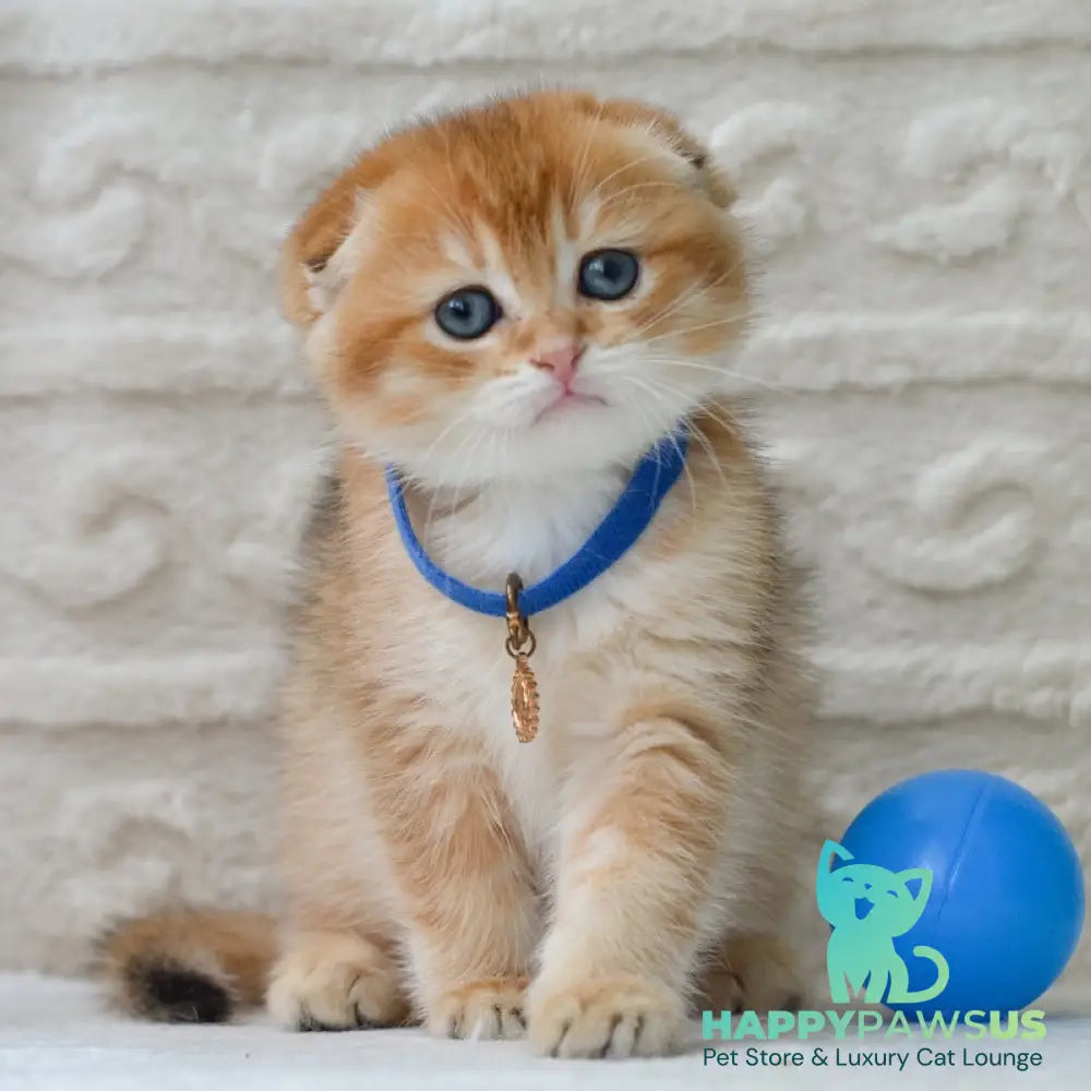 Daniel Scottish Fold male black golden shaded - live animals