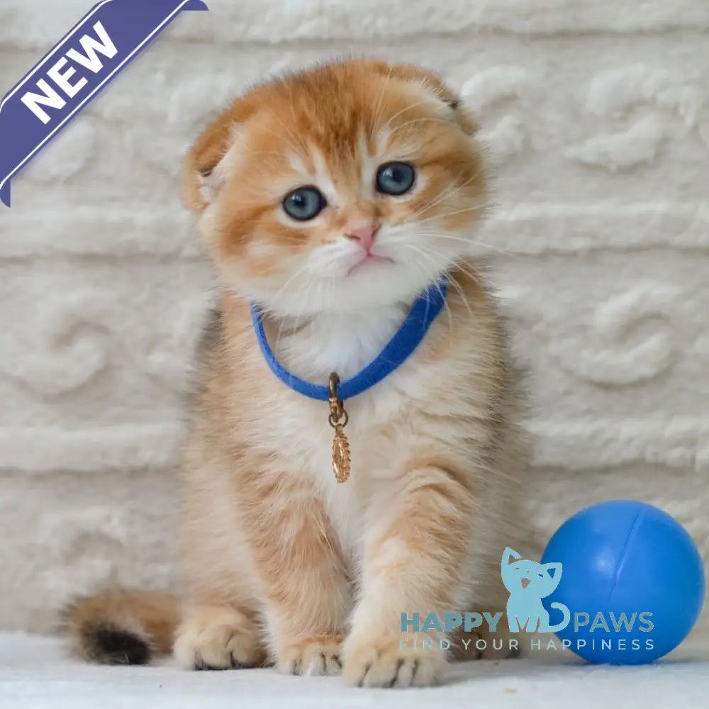 Daniel Scottish Fold male black golden shaded - live animals