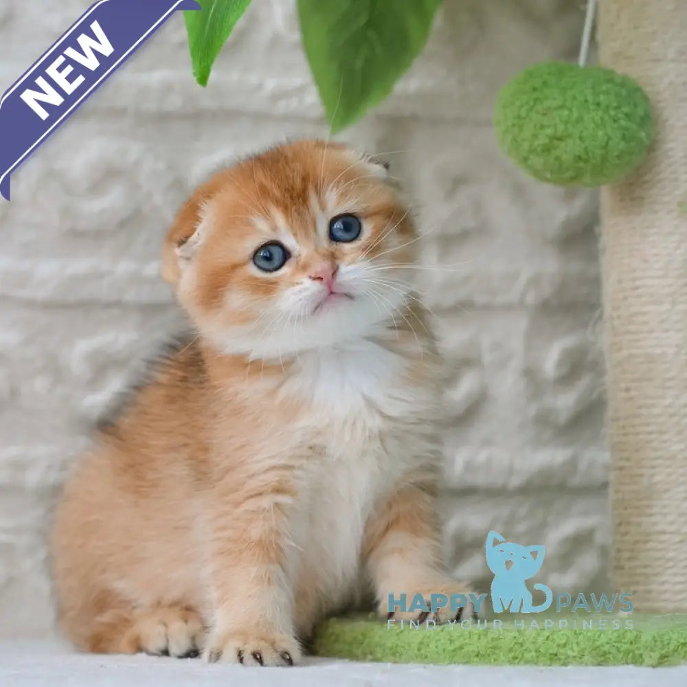 Daniel Scottish Fold male black golden shaded - live animals
