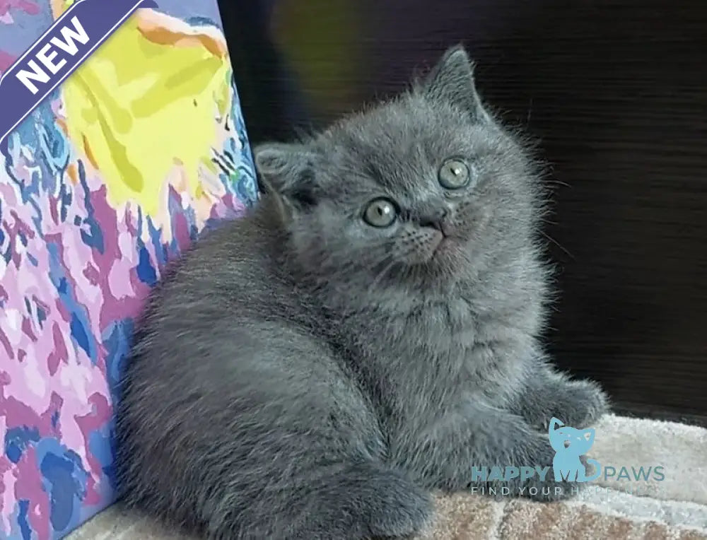 Daniel Scottish Straight male blue live animals