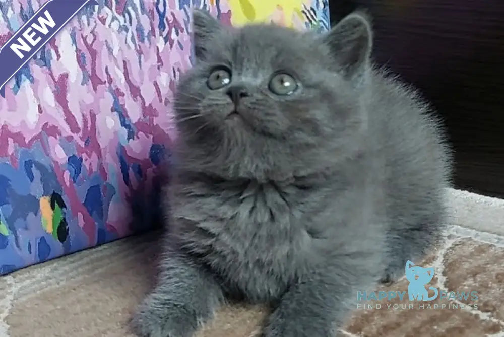 Daniel Scottish Straight male blue live animals