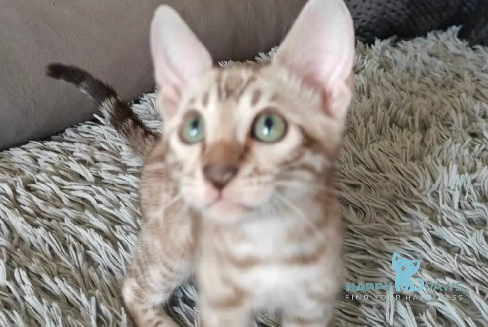 Daniela Bengal female black spotted tabby pointed live animals