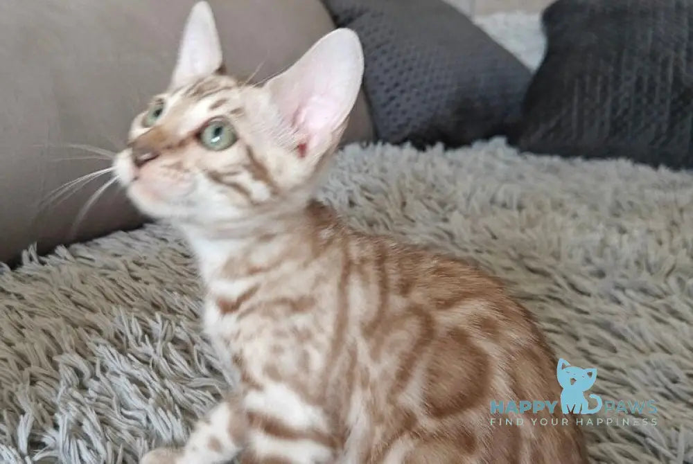 Daniela Bengal female black spotted tabby pointed live animals