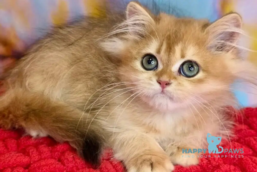 Daniela British Longhair female black golden shaded live animals