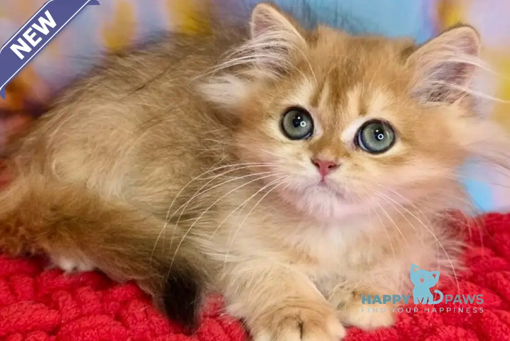 Daniela British Longhair female black golden shaded live animals