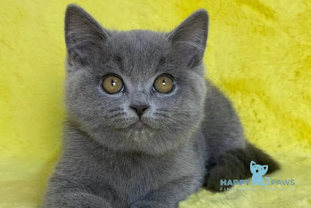 Daniela British Shorthair female blue live animals