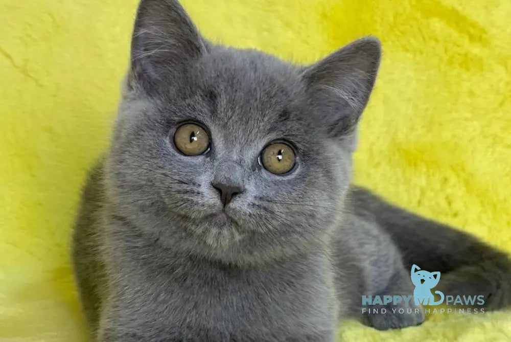 Daniela British Shorthair female blue live animals