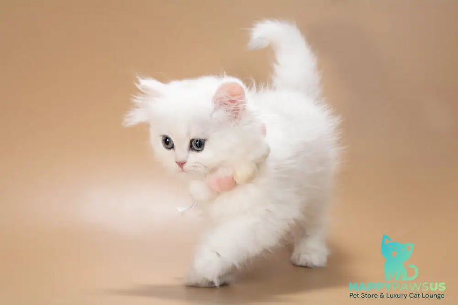 Daniella British Longhair female black golden shaded - live animals