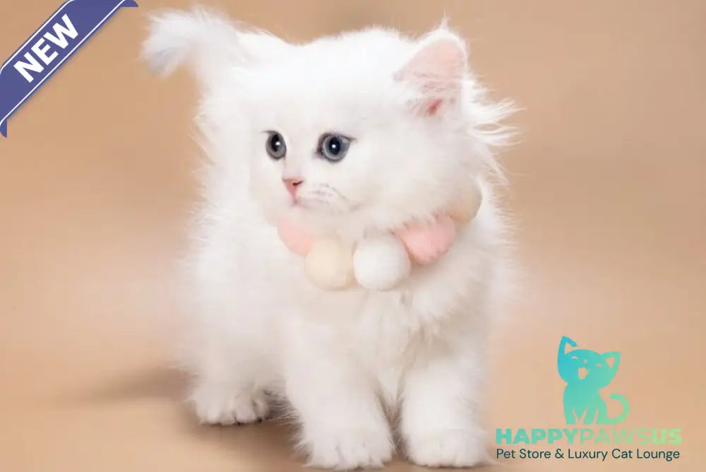 Daniella British Longhair female black golden shaded - live animals
