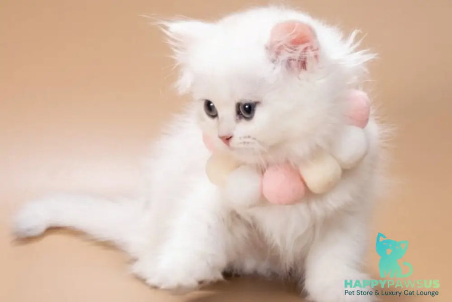 Daniella British Longhair female black golden shaded - live animals
