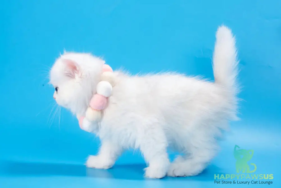 Daniella British Longhair female black golden shaded - live animals
