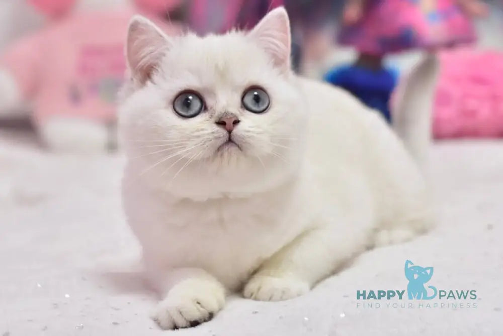 Daniella British Shorthair female black silver shaded pointed live animals