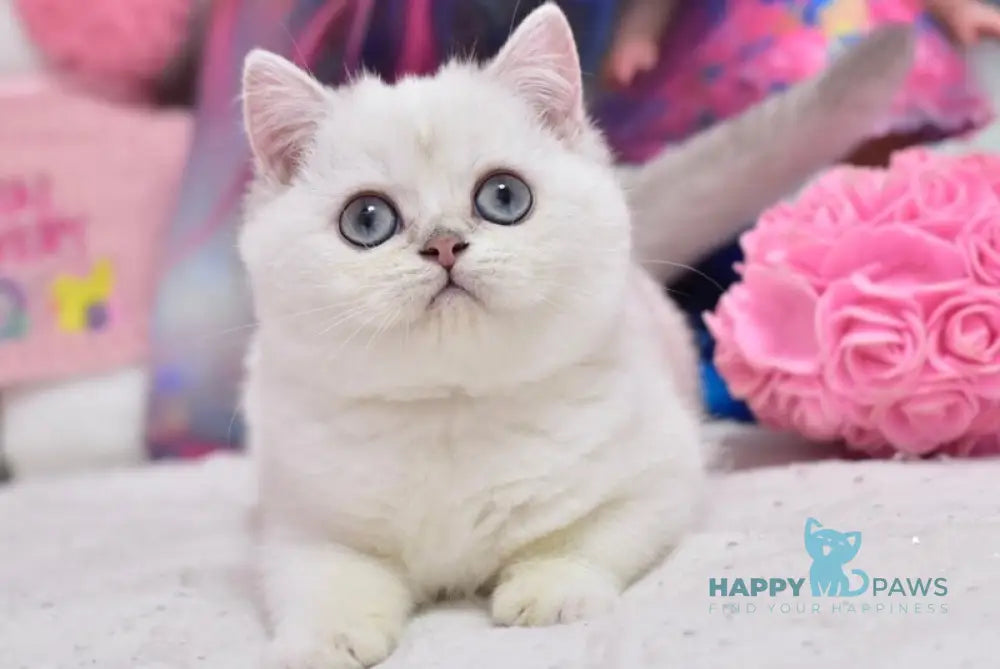 Daniella British Shorthair female black silver shaded pointed live animals