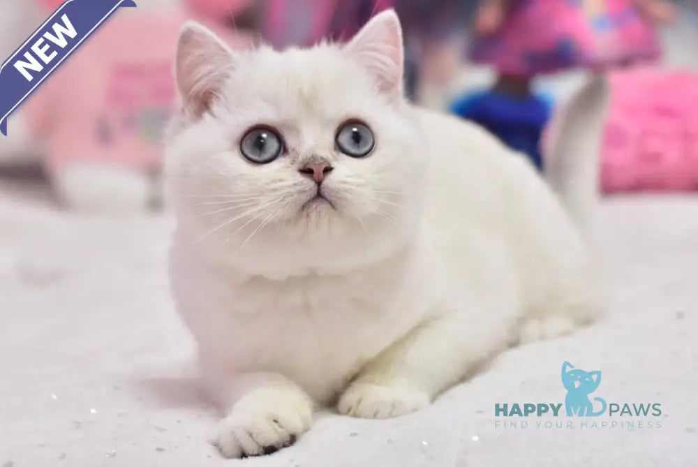 Daniella British Shorthair female black silver shaded pointed live animals