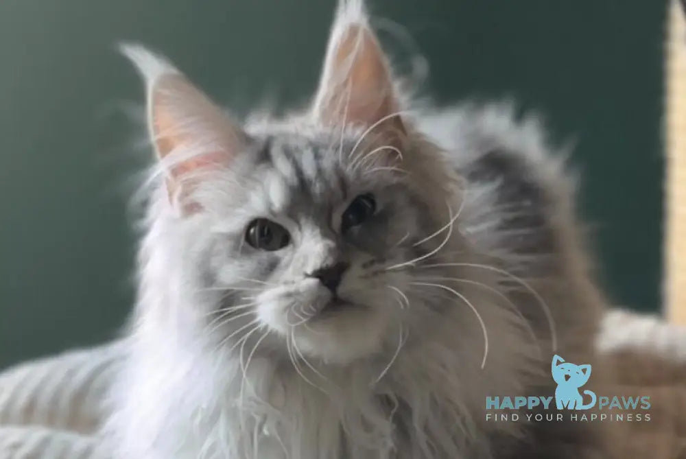 Danika Maine Coon female blue silver tabby live animals