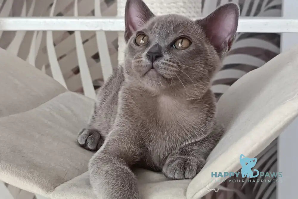 Danila Burmese male blue live animals