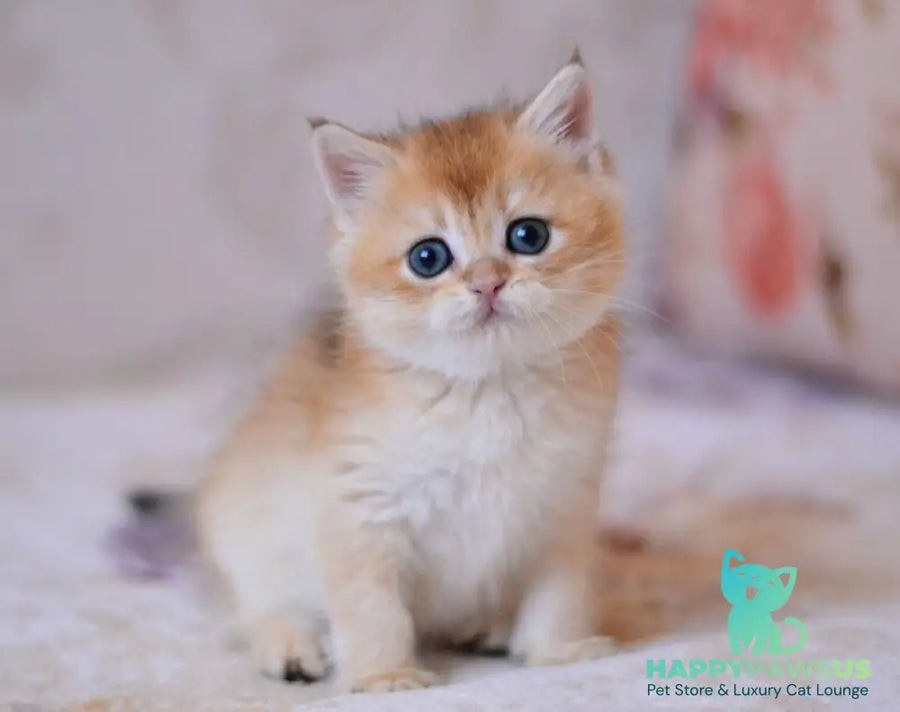 Danko British Shorthair male black golden chinchilla - live animals