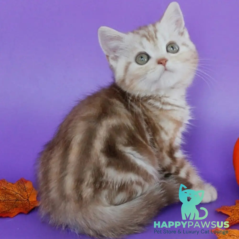 Danko Scottish Straight male cinnamon tabby - live animals