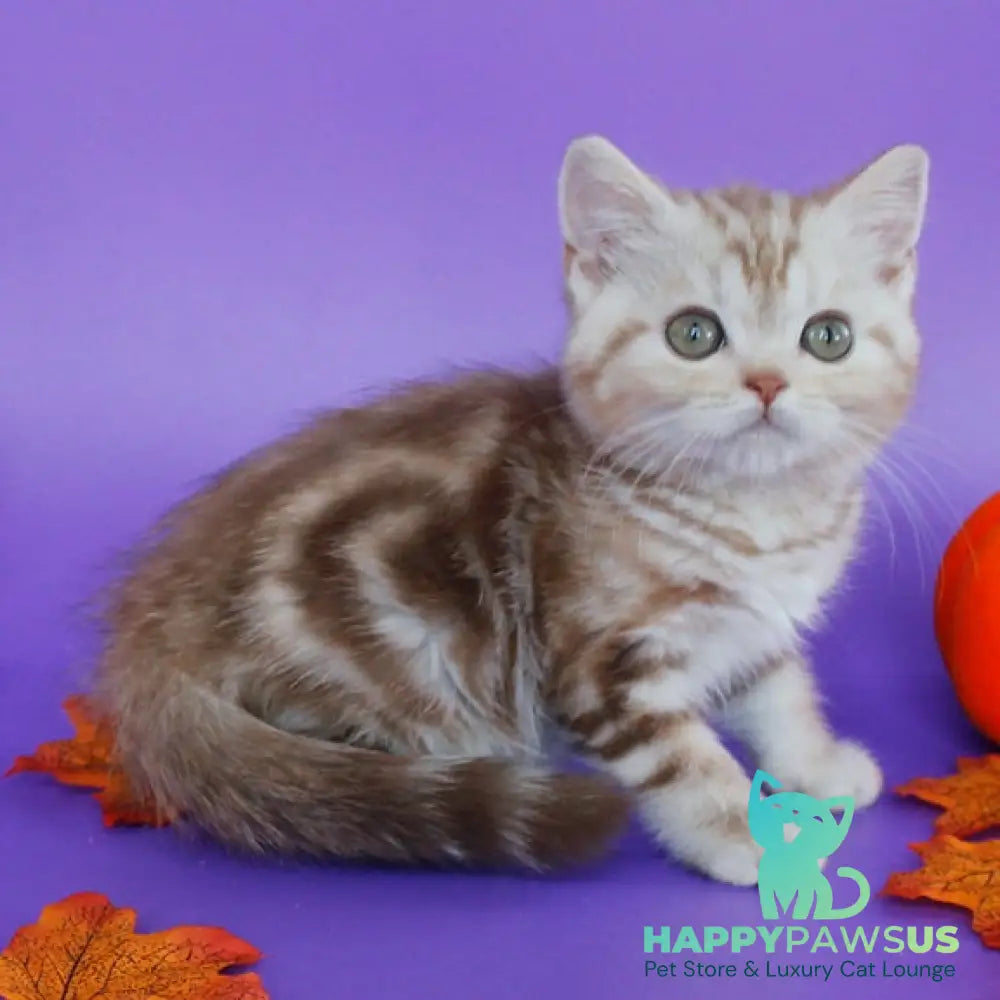Danko Scottish Straight male cinnamon tabby - live animals