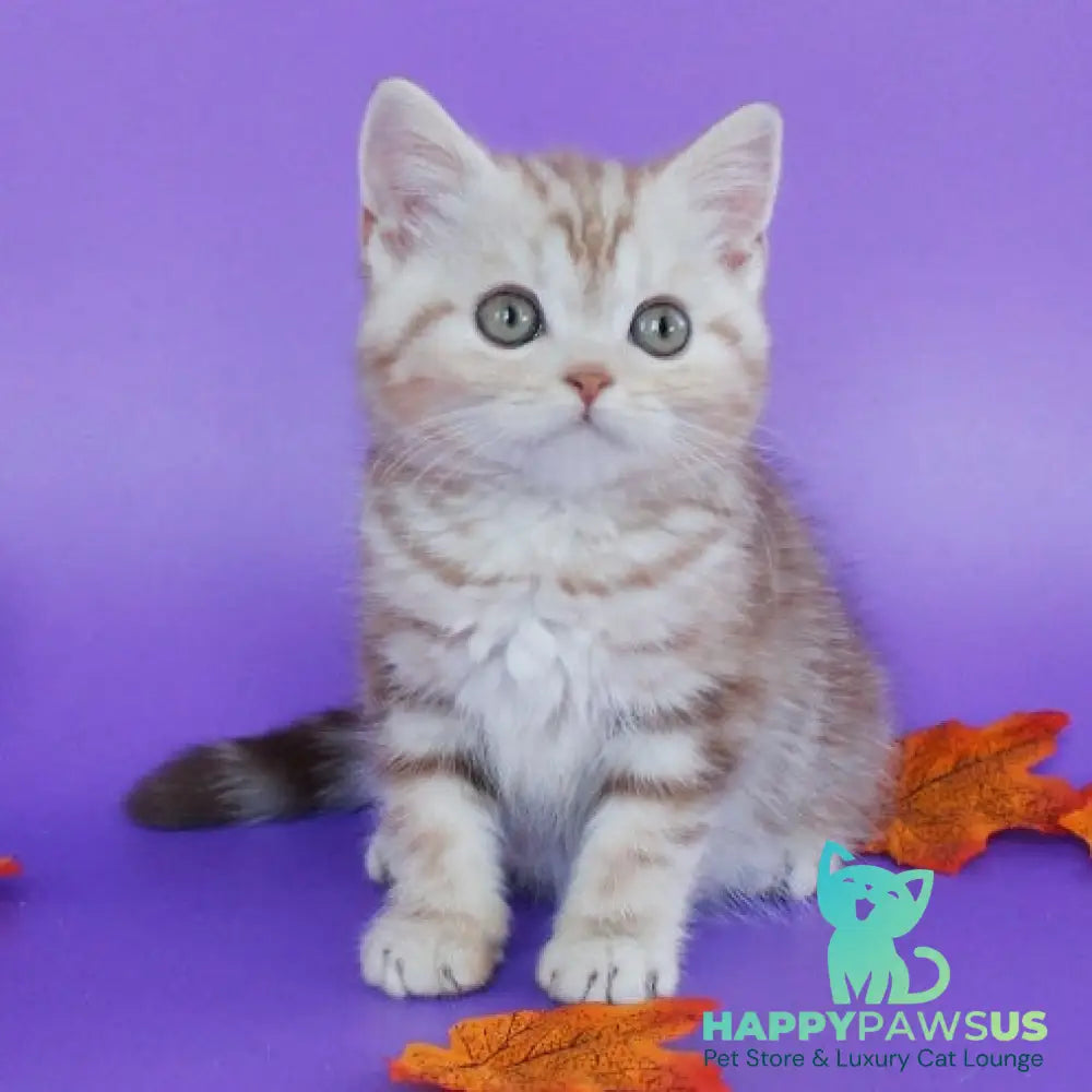 Danko Scottish Straight male cinnamon tabby - live animals
