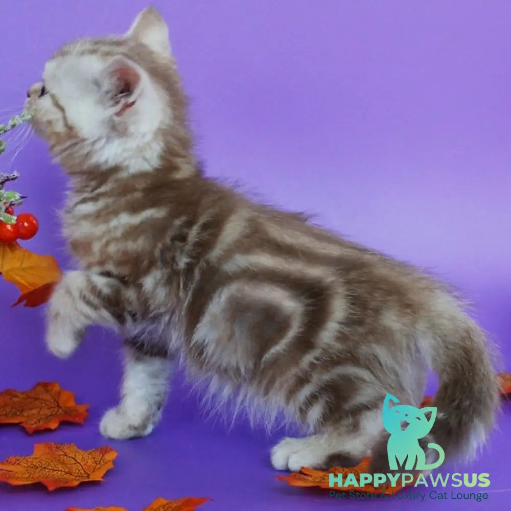 Danko Scottish Straight male cinnamon tabby - live animals