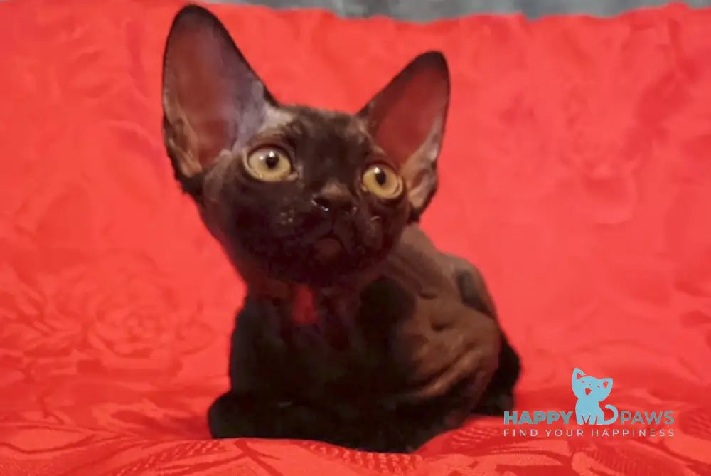 Danny Devon Rex male black live animals