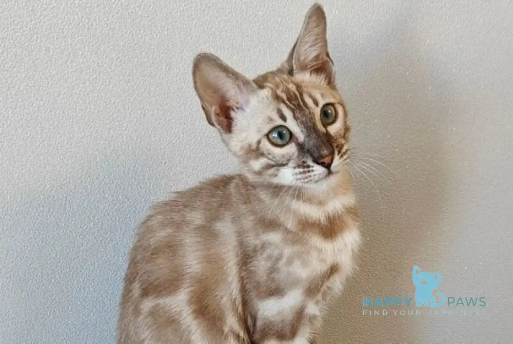 Dante Bengal male black amber silver spotted tabby pointed live animals