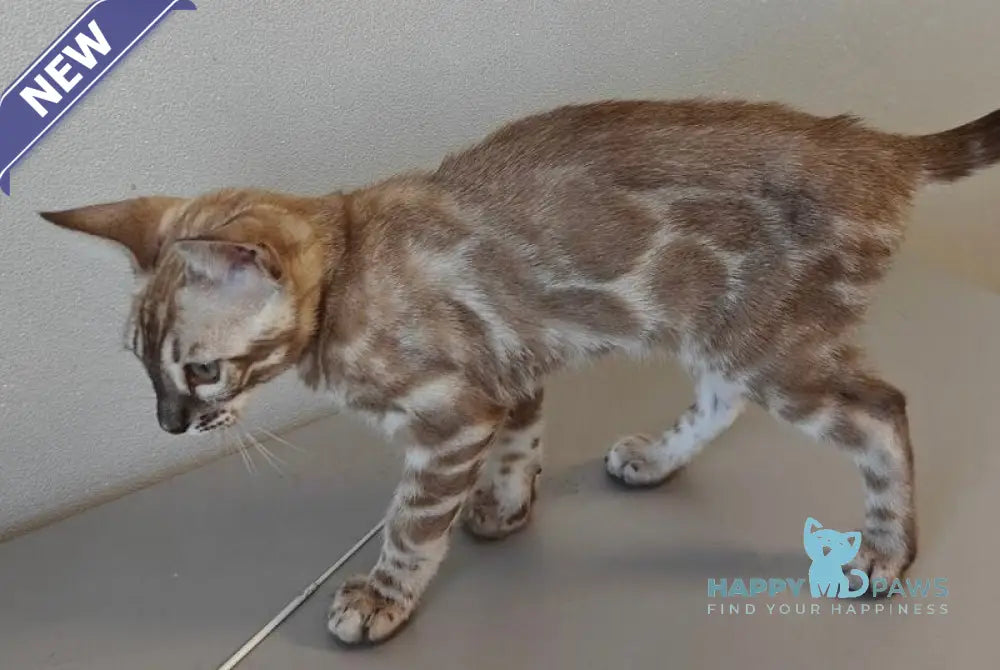 Dante Bengal male black amber silver spotted tabby pointed live animals