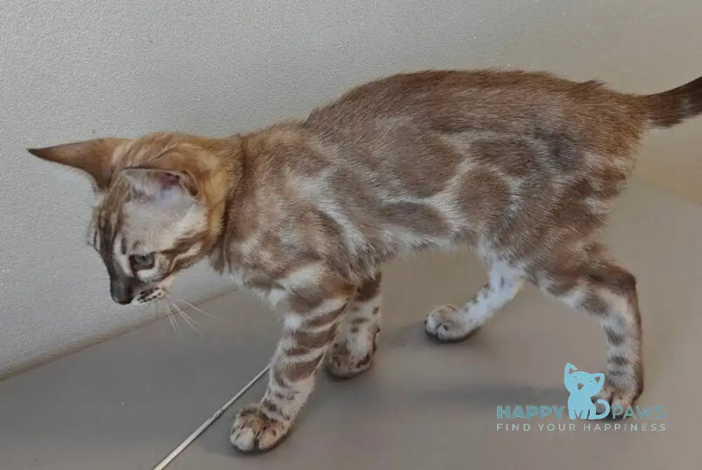 Dante Bengal male black amber silver spotted tabby pointed live animals