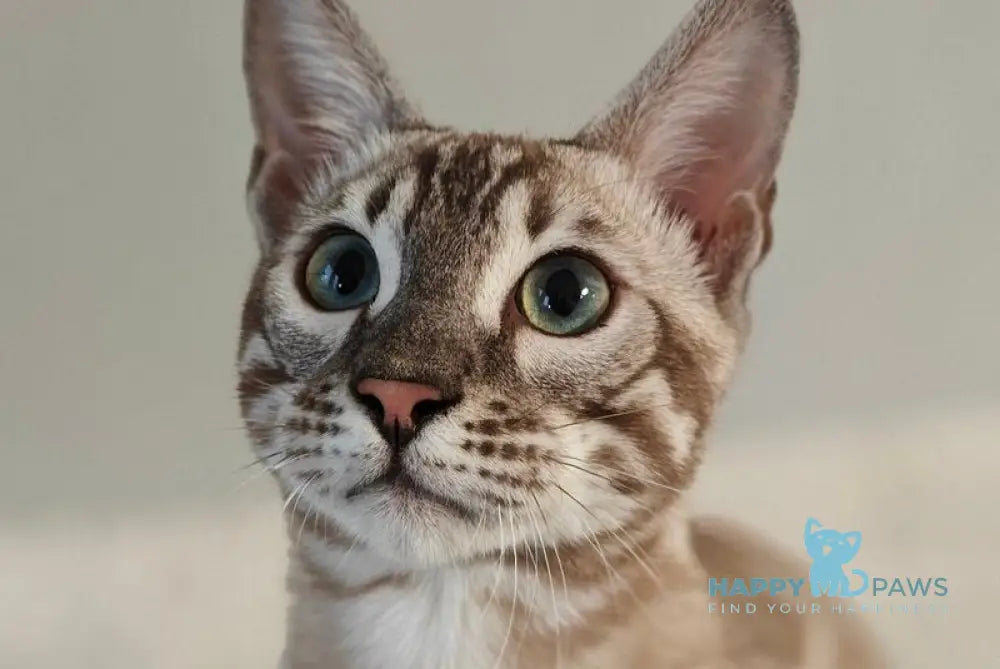 Dante Bengal male black amber silver spotted tabby pointed live animals