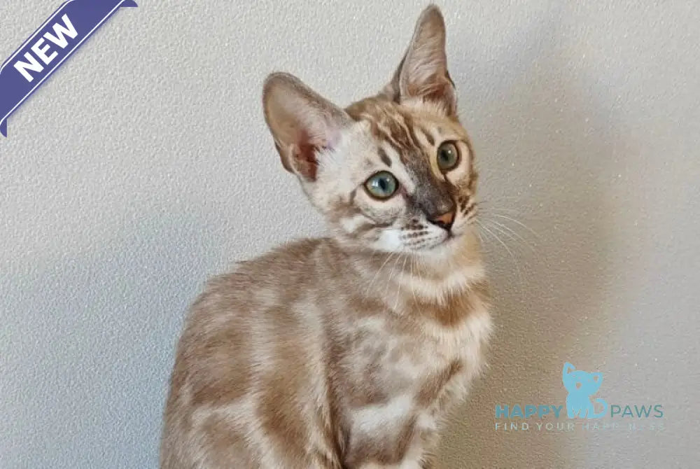 Dante Bengal male black amber silver spotted tabby pointed live animals