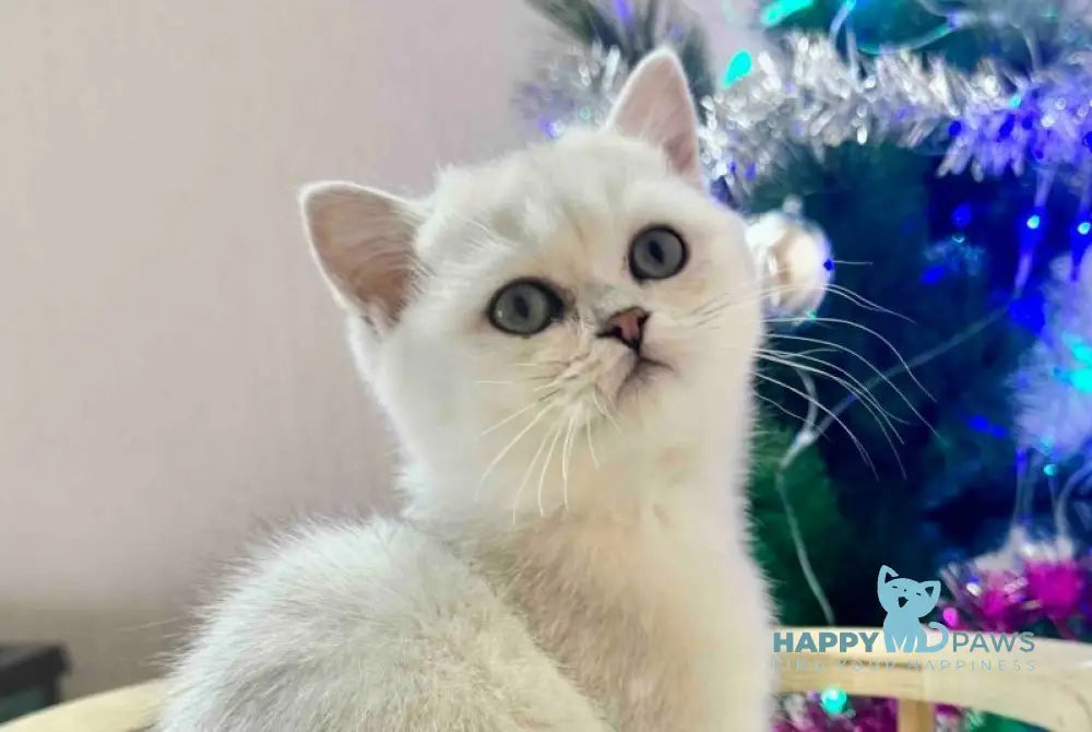 Dante British Shorthair male black silver shaded live animals