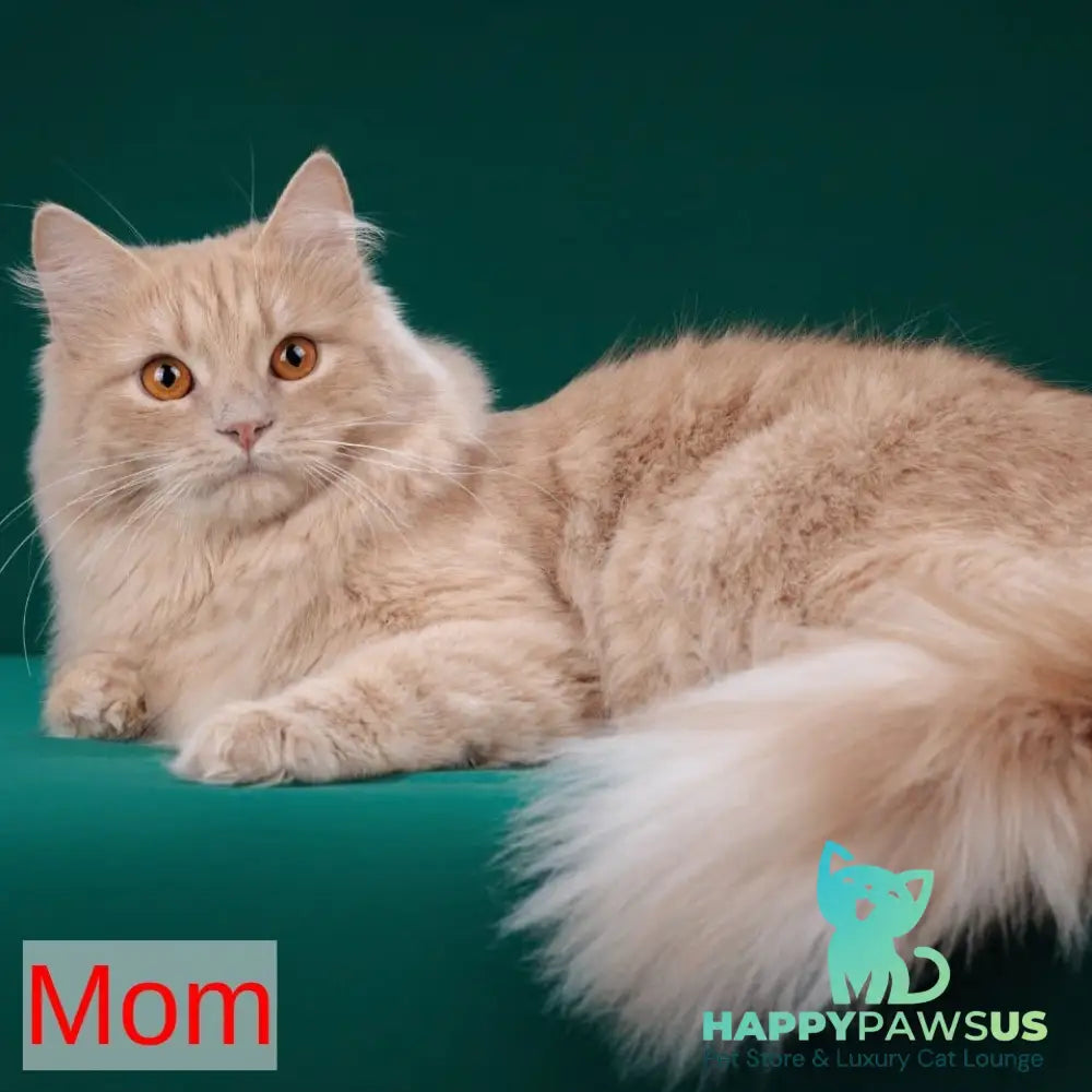 Dantes Siberian male red with white spotted tabby - live animals