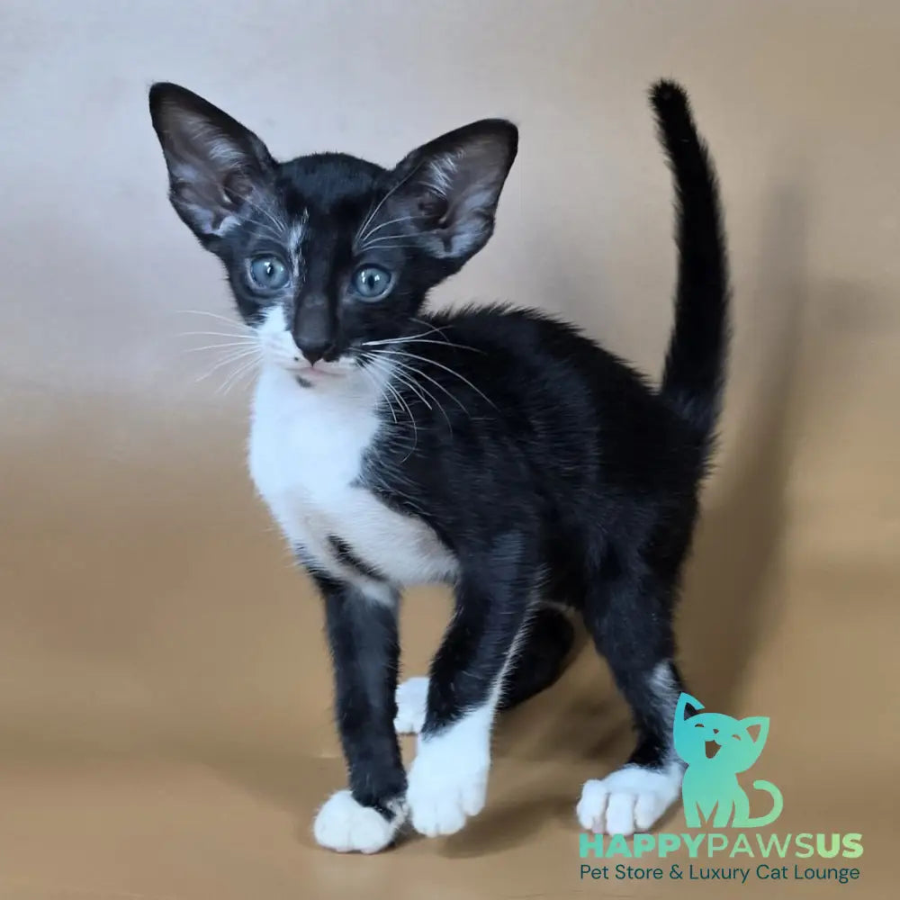 Daphne Oriental Shorthair female black bicolour - live animals