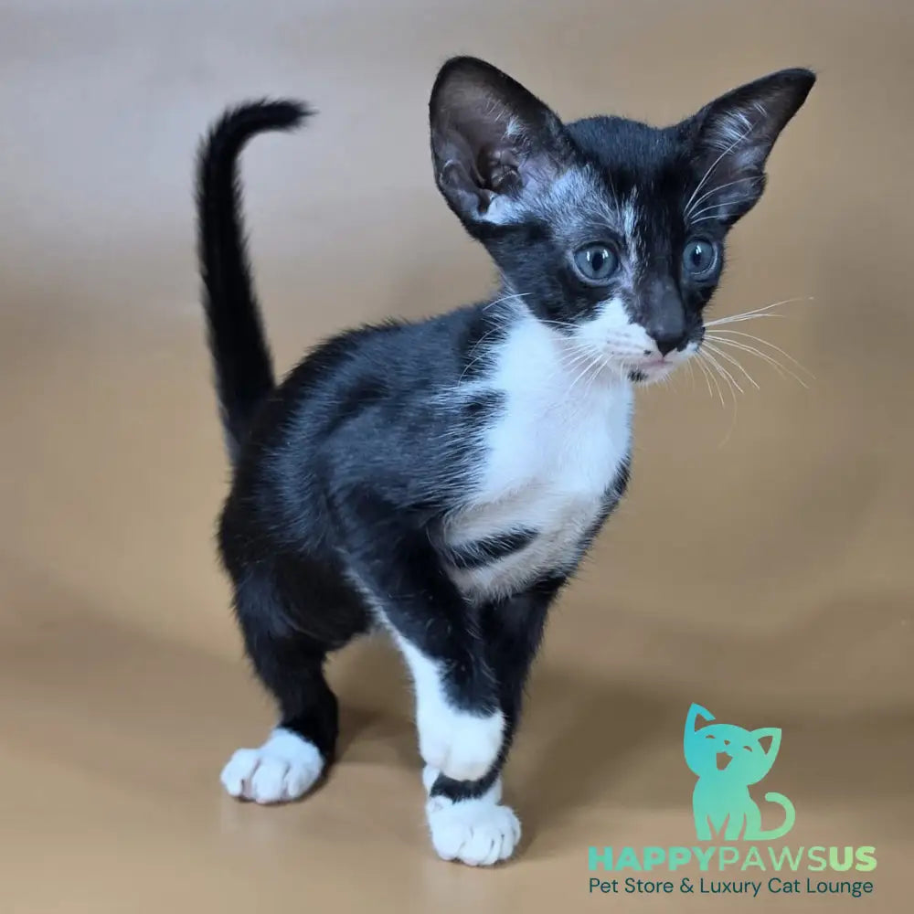 Daphne Oriental Shorthair female black bicolour - live animals