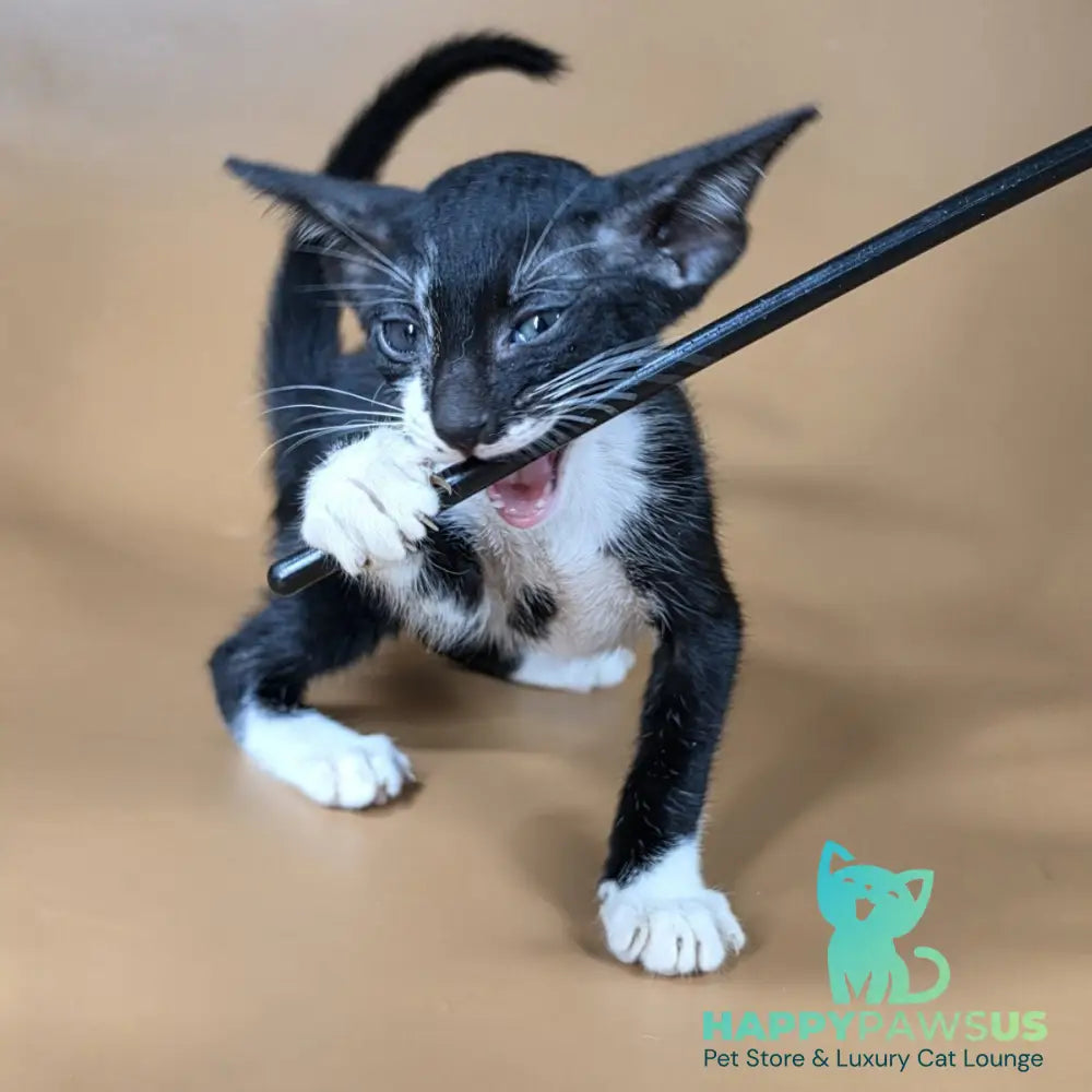 Daphne Oriental Shorthair female black bicolour - live animals