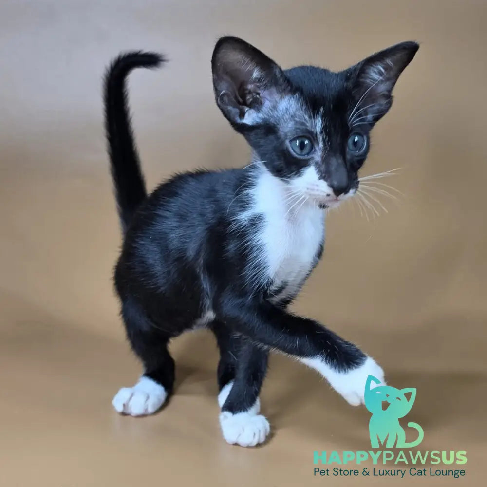 Daphne Oriental Shorthair female black bicolour - live animals