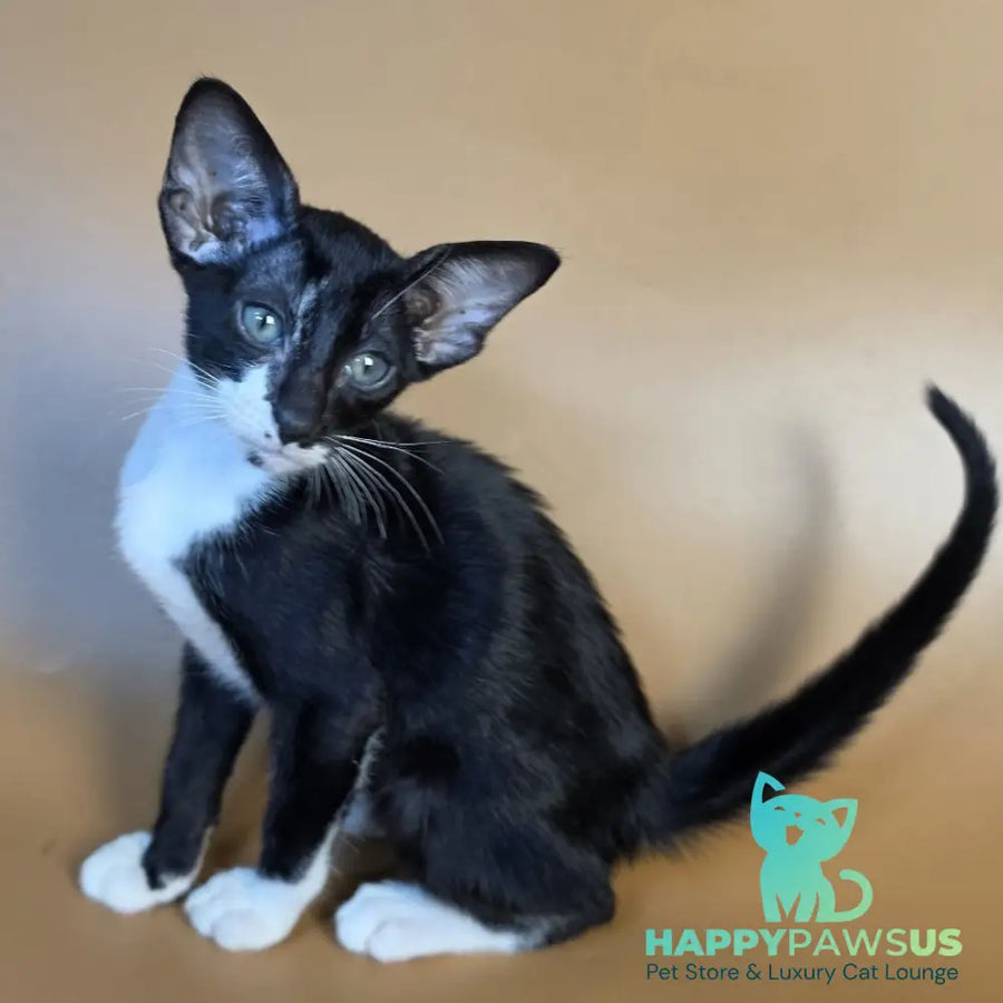 Daphne Oriental Shorthair female black bicolour - live animals