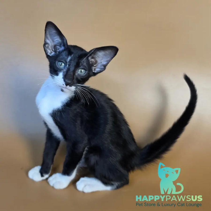Daphne Oriental Shorthair female black bicolour - live animals