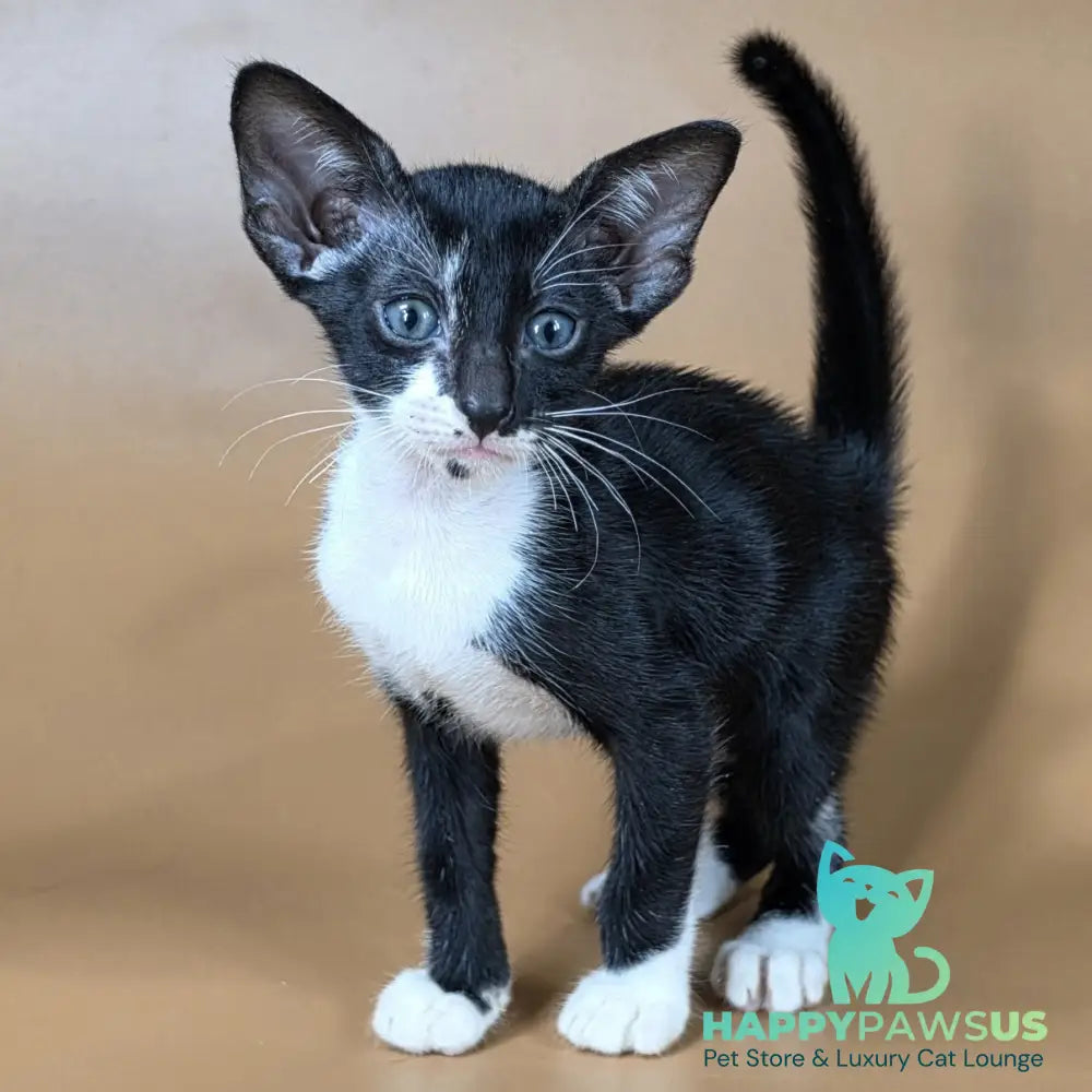 Daphne Oriental Shorthair female black bicolour - live animals