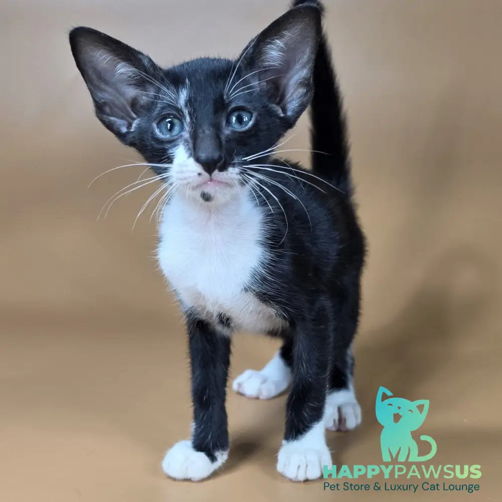 Daphne Oriental Shorthair female black bicolour - live animals