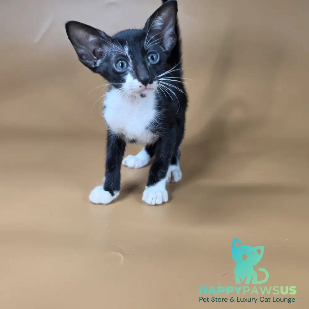 Daphne Oriental Shorthair female black bicolour - live animals