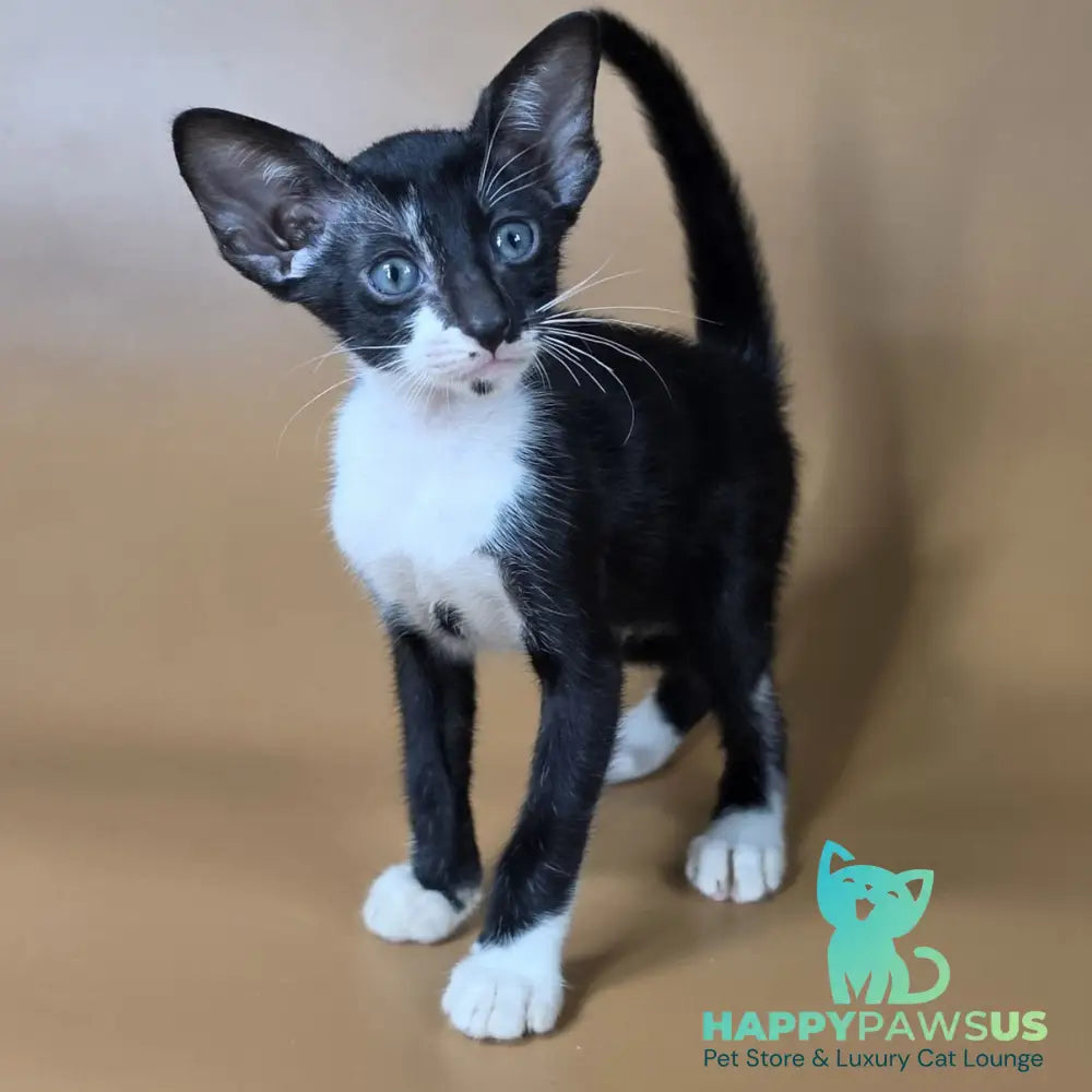 Daphne Oriental Shorthair female black bicolour - live animals