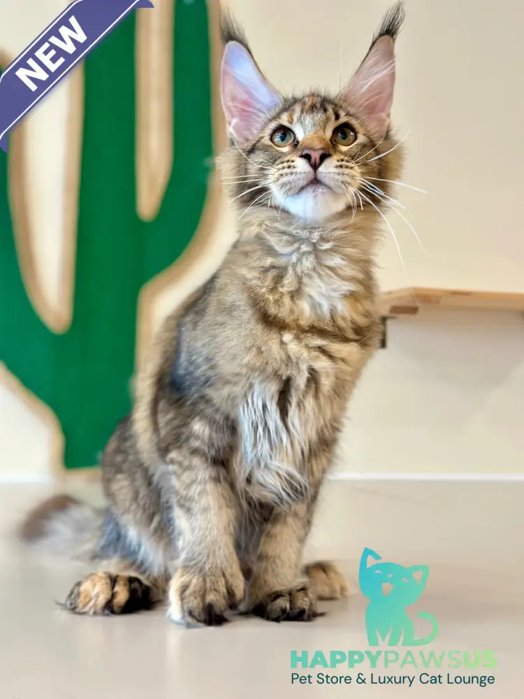 Dara Maine Coon polydactyl female tortie ticked tabby - live animals