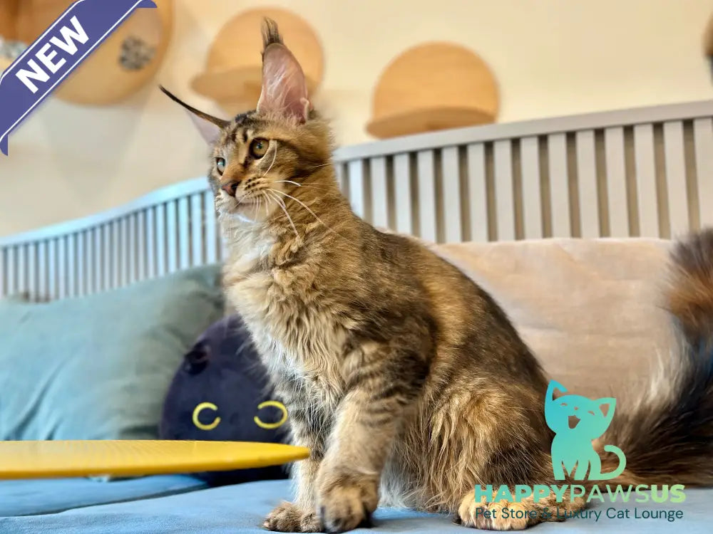 Dara Maine Coon polydactyl female tortie ticked tabby - live animals