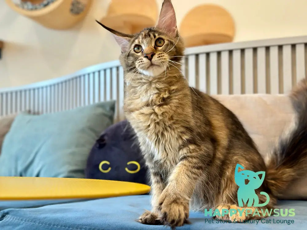 Dara Maine Coon polydactyl female tortie ticked tabby - live animals