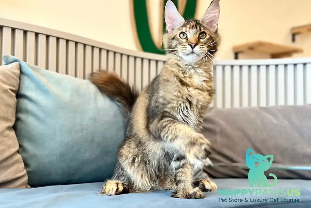 Dara Maine Coon polydactyl female tortie ticked tabby - live animals